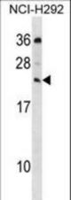 MED19 Antibody western blot of NCI-H292 cell line lysates (35 ug/lane). The MED19 antibody detected the MED19 protein (arrow).