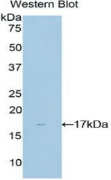Western blot of recombinant NME4.