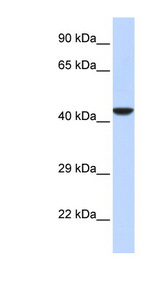 NMI antibody LS-C110066 Western blot of Placenta lysate.