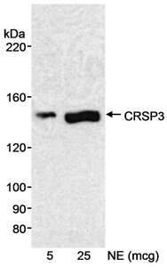 Detection of Human CRSP3 by Western Blot. Samples: Nuclear extract (5 and 25 ug) from HeLa cells. Antibody: Affinity purified rabbit anti-CRSP3 antibody used at 0.33 ug/ml. Detection: Chemiluminescence with an exposure time of 5 minutes.