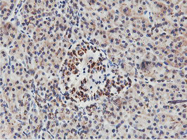 IHC of paraffin-embedded Human pancreas tissue using anti-NMT2 mouse monoclonal antibody.