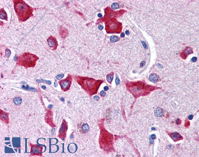 Anti-NMUR2 antibody IHC of human brain, cortex. Immunohistochemistry of formalin-fixed, paraffin-embedded tissue after heat-induced antigen retrieval. Antibody LS-B153 concentration 10 ug/ml.