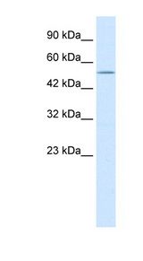 NMUR2 antibody LS-B153 Western blot of HepG2 cell lysate.