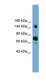AGTPBP1 antibody LS-C116605 Western blot of HepG2 cell lysate.