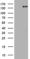 HEK293T cells were transfected with the pCMV6-ENTRY control (Left lane) or pCMV6-ENTRY AGTPBP1 (Right lane) cDNA for 48 hrs and lysed. Equivalent amounts of cell lysates (5 ug per lane) were separated by SDS-PAGE and immunoblotted with anti-AGTPBP1.