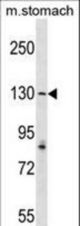 AGTPBP1 Antibody western blot of mouse stomach tissue lysates (35 ug/lane). The AGTPBP1 antibody detected the AGTPBP1 protein (arrow).