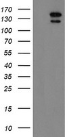 HEK293T cells were transfected with the pCMV6-ENTRY control (Left lane) or pCMV6-ENTRY AGTPBP1 (Right lane) cDNA for 48 hrs and lysed. Equivalent amounts of cell lysates (5 ug per lane) were separated by SDS-PAGE and immunoblotted with anti-AGTPBP1.