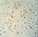 MED25 antibody immunohistochemistry of formalin-fixed and paraffin-embedded human brain tissue followed by peroxidase-conjugated secondary antibody and DAB staining.