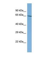 Western blot of Human HT1080. NOBOX antibody dilution 1.0 ug/ml.