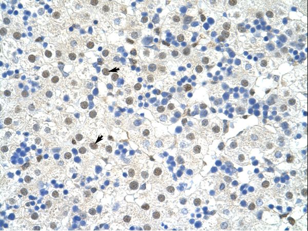 NOBOX antibody LS-C30391 was used in IHC to stain formalin-fixed, paraffin-embedded human liver.