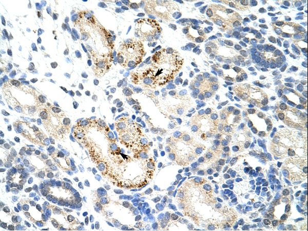 NOC4L antibody LS-C30368 was used in IHC to stain formalin-fixed, paraffin-embedded human kidney.
