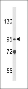 Western blot of CARD4 Antibody in HL-60 cell line lysates (35 ug/lane). CARD4 (arrow) was detected using the purified antibody.