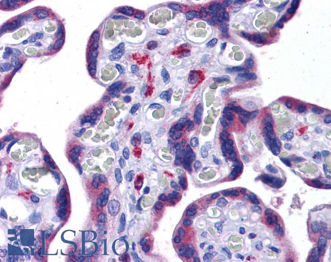 Anti-NLRC3 antibody IHC of human placenta. Immunohistochemistry of formalin-fixed, paraffin-embedded tissue after heat-induced antigen retrieval. Antibody LS-B5326 concentration 5 ug/ml.