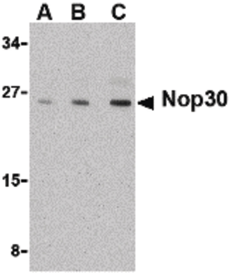 Western blot of Nop30 in mouse muscle tissue lysate with Nop30 antibody at (A) 0.5, (B) 1 and (C) 2 ug/ml.