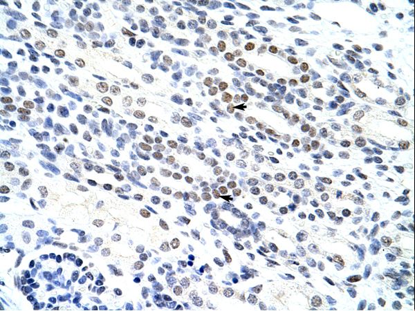 NOL4 antibody LS-C30314 was used in IHC to stain formalin-fixed, paraffin-embedded human kidney.