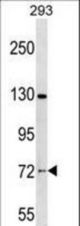 NOL4 Antibody western blot of 293 cell line lysates (35 ug/lane). The NOL4 antibody detected the NOL4 protein (arrow).