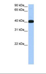 Fetal lung cell lysate. Antibody concentration: 0.5 ug/ml. Gel concentration: 12%.