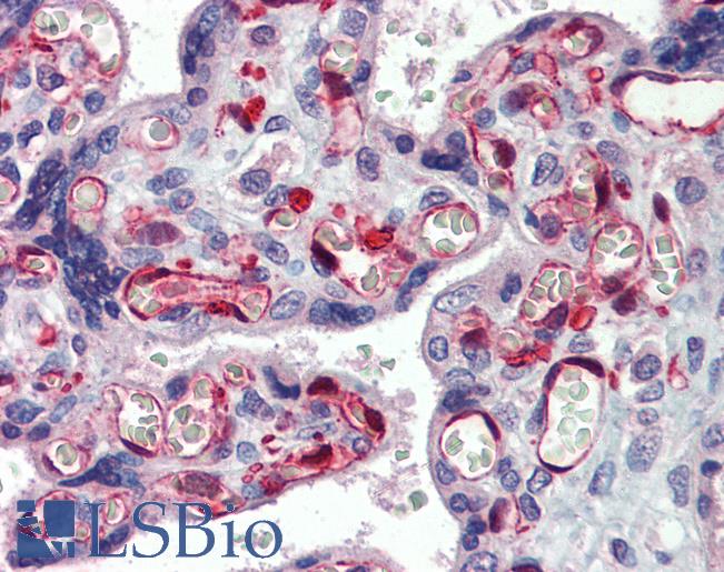 Anti-NOP56 / NOL5A antibody IHC of human placenta. Immunohistochemistry of formalin-fixed, paraffin-embedded tissue after heat-induced antigen retrieval. Antibody LS-B3985 concentration 5 ug/ml.