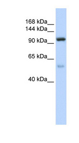 NOL6 antibody LS-C101882 Western blot of 721_B cell lysate.