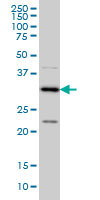 CRSP8 monoclonal antibody (M01), clone 8B8 Western blot of CRSP8 expression in HeLa NE.