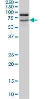 NOLC1 monoclonal antibody (M02), clone 6B4 Western blot of NOLC1 expression in HepG2.