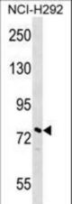 NOLC1 Antibody western blot of NCI-H292 cell line lysates (35 ug/lane). The NOLC1 antibody detected the NOLC1 protein (arrow).