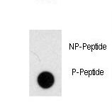 Dot blot of anti-Phospho-NOMO1-pS1205 Antibody on nitrocellulose membrane. 50ng of Phospho-peptide or Non Phospho-peptide per dot were adsorbed. Antibody working concentrations are 0.5ug per ml.