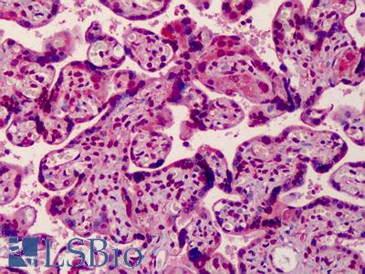 Anti-MED28 antibody IHC of human placenta. Immunohistochemistry of formalin-fixed, paraffin-embedded tissue after heat-induced antigen retrieval. Antibody LS-B4987 concentration 5 ug/ml.