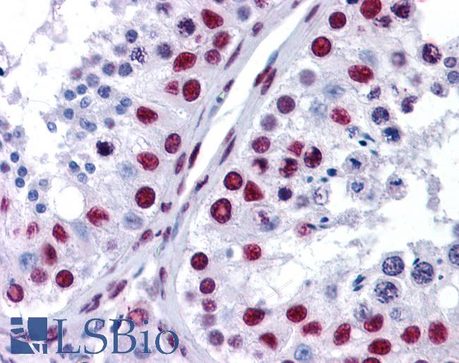 Anti-NONO antibody IHC of human testis. Immunohistochemistry of formalin-fixed, paraffin-embedded tissue after heat-induced antigen retrieval. Antibody LS-B4329 concentration 3.75 ug/ml.
