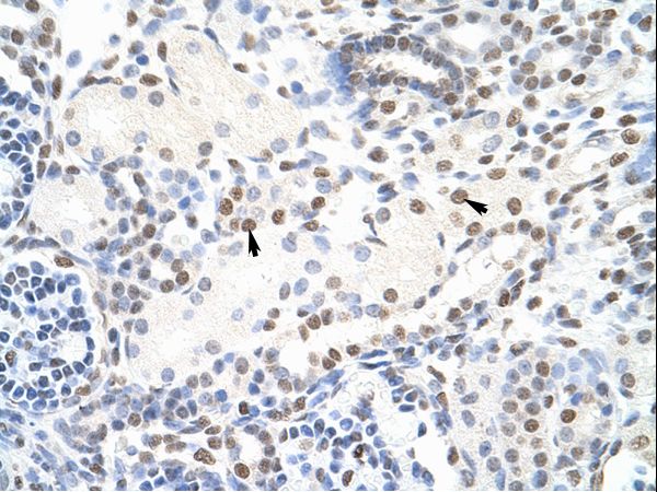 NONO antibody LS-C31130 was used in IHC to stain formalin-fixed, paraffin-embedded human kidney.