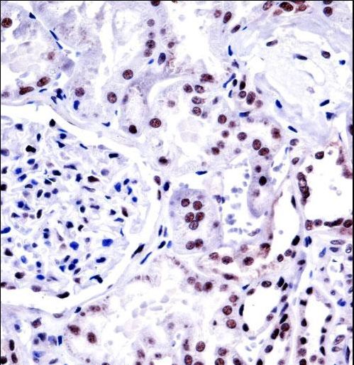 NONO Antibody immunohistochemistry of formalin-fixed and paraffin-embedded human kidney tissue followed by peroxidase-conjugated secondary antibody and DAB staining.