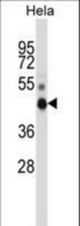 NONO Antibody western blot of HeLa cell line lysates (35 ug/lane). The NONO antibody detected the NONO protein (arrow).