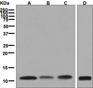 Western blot analysis on (A) Jurkat, (B) Molt-4, (C) Raji, and (D) HeLa cell lysates using anti-NOP10 / NOLA3 antibody.