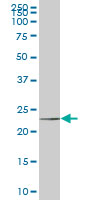 HSPC111 monoclonal antibody (M01), clone 1G4 Western blot of HSPC111 expression in K-562.