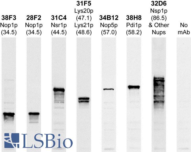 Western blot: Antibody recognizes a single 57kDa band in blots of whole yeast protein extracts.