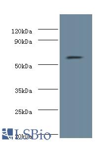 Western blot of Nucleolar protein 58 antibody at 2 ug/ml with mouse brain tissue Secondary Goat polyclonal to Rabbit IgG at 1:15000 dilution. Predicted band size: 60 KDa. Observed band size: 60 KDa.