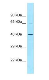 NOS1AP / CAPON antibody Western Blot of HeLa.