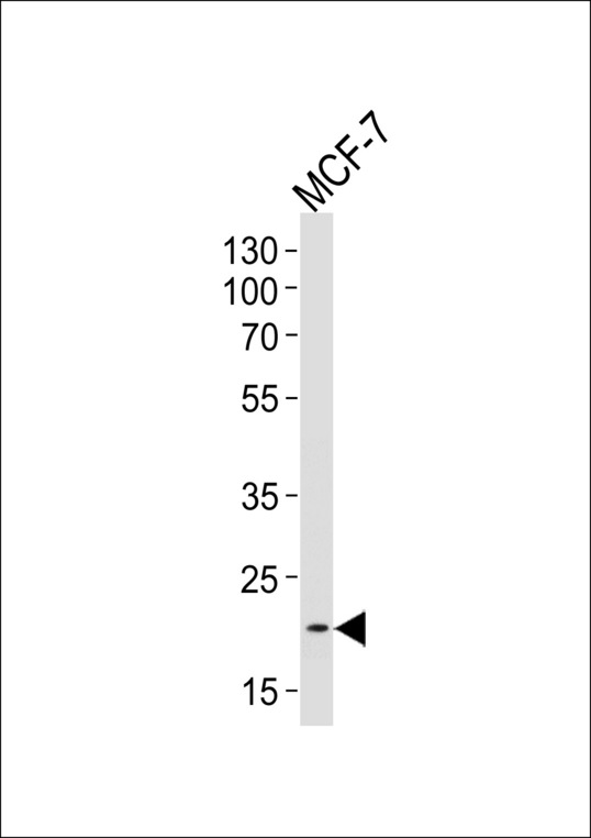 Western blot of lysate from MCF-7 cell line, using NOS1AP Antibody. Antibody was diluted at 1:1000 at each lane. A goat anti-rabbit IgG H&L (HRP) at 1:5000 dilution was used as the secondary antibody. Lysate at 35ug per lane.