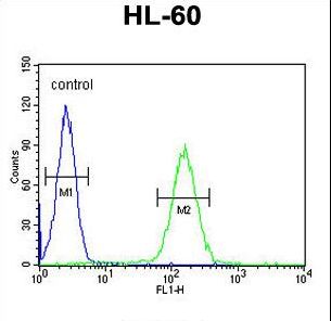 NOS1AP Antibody flow cytometry of HL-60 cells (right histogram) compared to a negative control cell (left histogram). FITC-conjugated goat-anti-rabbit secondary antibodies were used for the analysis.