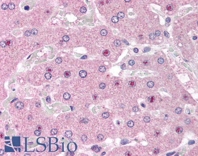 Anti-NOS1AP antibody IHC of human liver. Immunohistochemistry of formalin-fixed, paraffin-embedded tissue after heat-induced antigen retrieval. Antibody LS-B6687 concentration 5 ug/ml.