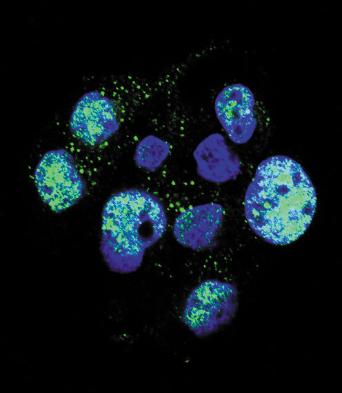 Confocal immunofluorescent of Phospho-eNos-S1177 Antibody with HepG2 cell followed by Alexa Fluor 488-conjugated goat anti-rabbit lgG (green). DAPI was used to stain the cell nuclear (blue).