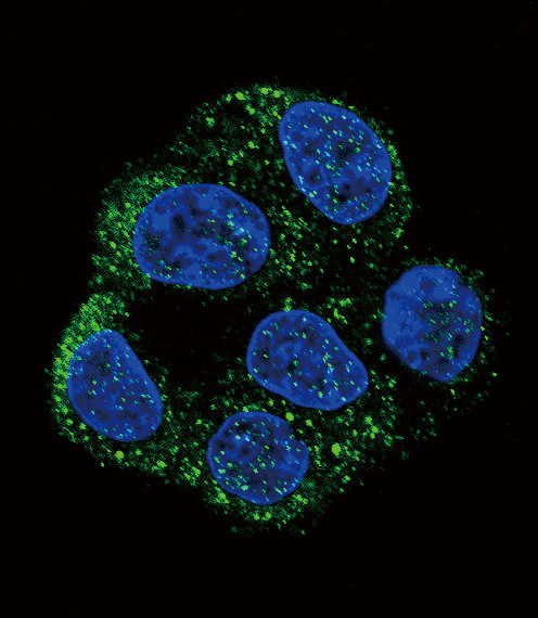 Confocal immunofluorescent of NOS3 Antibody with HepG2 cell followed by Alexa Fluor 488-conjugated goat anti-rabbit lgG (green). DAPI was used to stain the cell nuclear (blue).