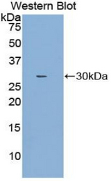 Western blot of recombinant NOSIP.