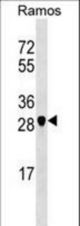 NOSIP Antibody western blot of Ramos cell line lysates (35 ug/lane). The NOSIP antibody detected the NOSIP protein (arrow).
