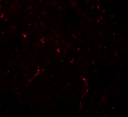 Immunofluorescence of NOSTRIN in mouse kidney tissue with NOSTRIN antibody at 20 ug/ml.
