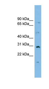 MED7 / CRSP9 antibody LS-C116167 Western blot of PANC1 cell lysate.