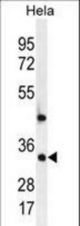 MED7 Antibody western blot of HeLa cell line lysates (35 ug/lane). The MED7 antibody detected the MED7 protein (arrow).