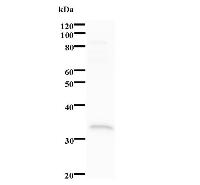 Western blot analysis of immunized recombinant protein, using anti-CRSP9 monoclonal antibody.
