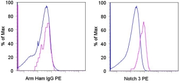 Staining of CD4+CD8+ (blue histogram) and CD4-CD8-CD25+CD44- (purple histogram) C57Bl/6 thymocytes with 0.5 ug of PE Armenian Hamster IgG isotype control (left) or 0.25 ug of PE anti-mouse Notch3 (right). Total viable cells were used for analysis.