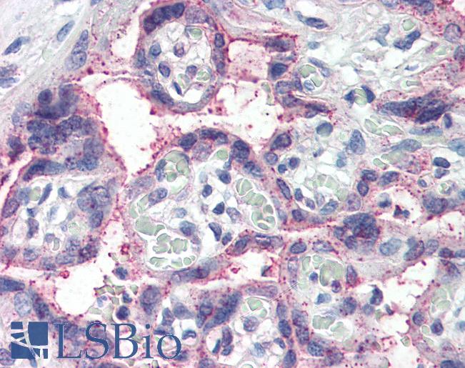 Anti-NOTCH3 antibody IHC of human placenta. Immunohistochemistry of formalin-fixed, paraffin-embedded tissue after heat-induced antigen retrieval. Antibody LS-B2379 concentration 5 ug/ml.